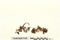 藏品(波葉假懸苔)的圖片